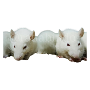 mencit / mice (hidup) mencit / mice (hidup)