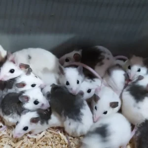 snapinsta.to 588452293 18550469401057527 743135604216756939 n