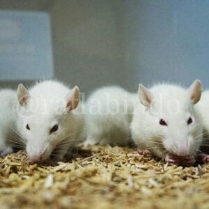 snapinsta.to 619789212 18558691465057527 753938920466299153 n