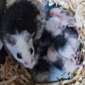 snapinsta.to 654028709 18177962581376427 6720612833094505516 n